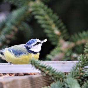 Blue Tit