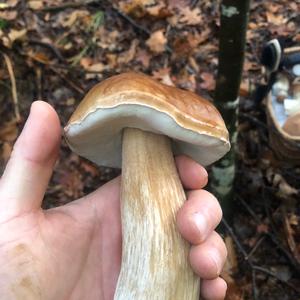 King Bolete