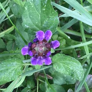 Selfheal (Common)