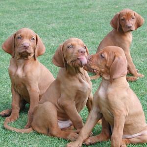 Vizsla