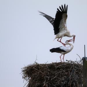 White Stork