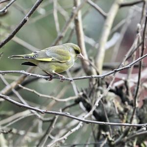 European Greenfinch