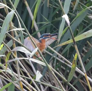 Common Kingfisher