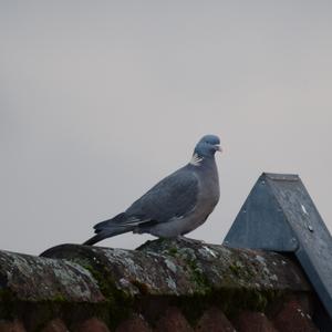 Common Wood-pigeon