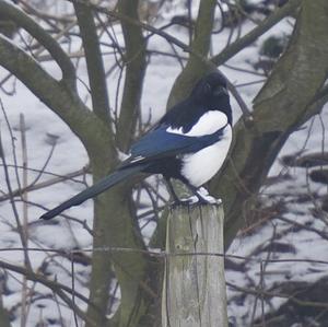 Black-billed Magpie