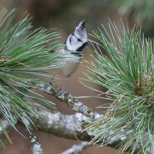 Crested Tit