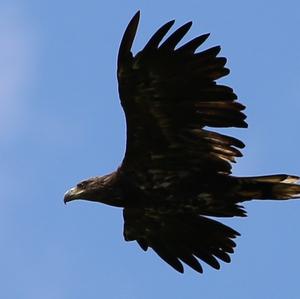 White-tailed Eagle