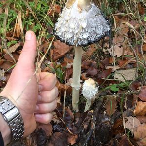 Shaggy Mane