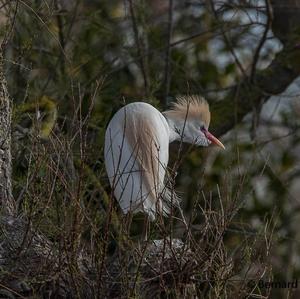 Cattle Egret