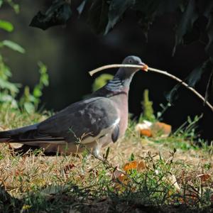 Common Wood-pigeon