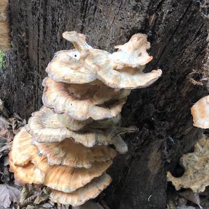 Black-staining Polypore