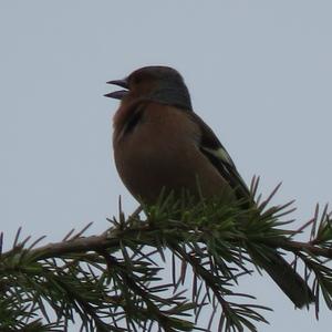 Eurasian Chaffinch