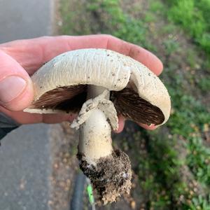 Meadow Agaric