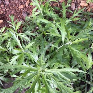Unknown Species