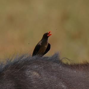 Yellow-billed Oxpecker