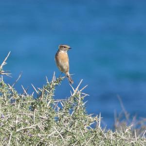 European stonechat