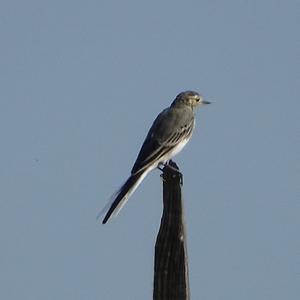 White Wagtail