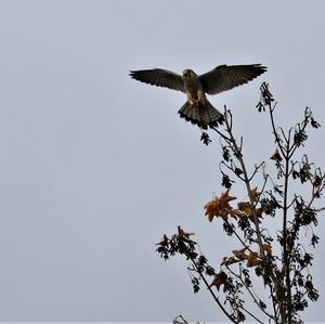 Common Kestrel