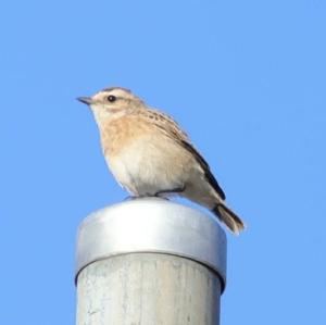 Whinchat