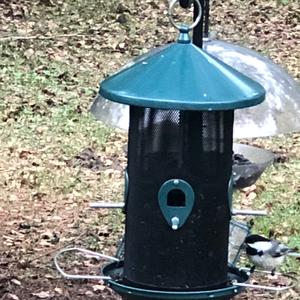 Black-capped Chickadee