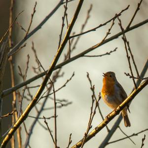 European Robin