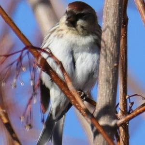 Common Redpoll