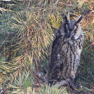 Long-eared Owl