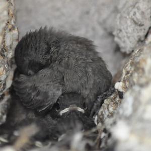 Black Redstart