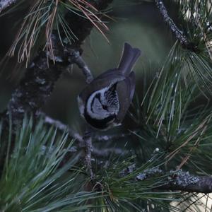 Crested Tit