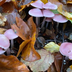 Pink Mycena