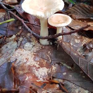 Funnel Clitocybe