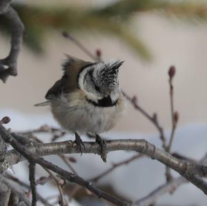 Crested Tit