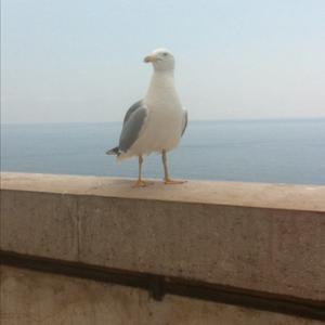 Yellow-legged Gull