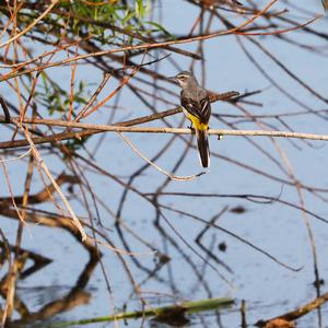 Yellow Wagtail