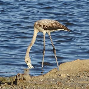 Greater Flamingo