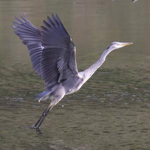 Grey Heron