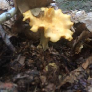 Chanterelle, Common