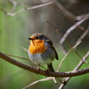 European Robin