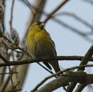 Eurasian Siskin