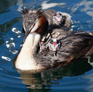 Great Crested Grebe