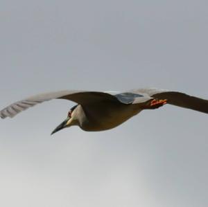 Black-crowned Night-heron