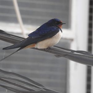 Barn Swallow