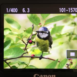 Blue Tit