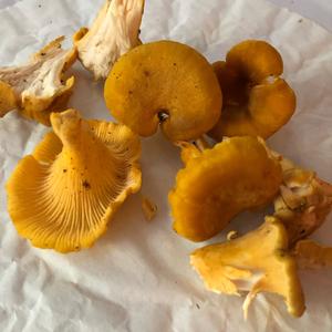 Chanterelle, Common