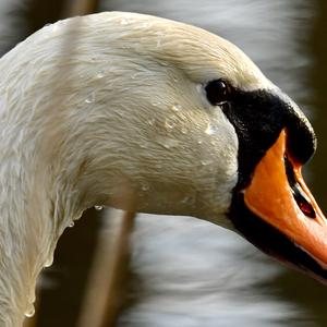 Mute Swan