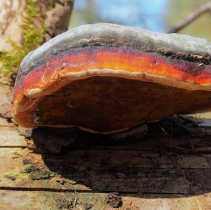 Red-belted Polypore