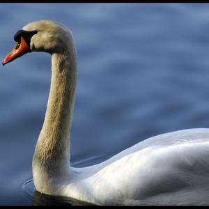 Mute Swan