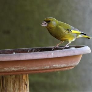 European Greenfinch