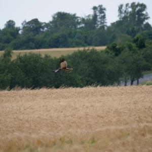 Western Marsh-harrier