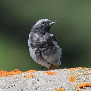 Black Redstart